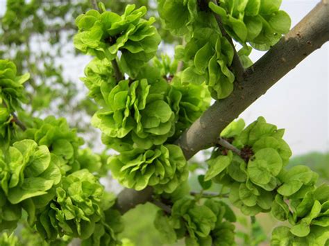 榆錢樹 榆樹|榆錢:榆樹（Ulmus pumila L.）別稱：榆實、榆子、榆仁、榆莢 